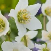 10 x Biologische kerstroos (Helleborus niger) D 11 H 15 cm