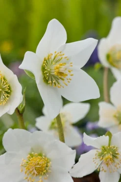 10 x Biologische kerstroos (Helleborus niger) D 11 H 15 cm