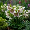 10 x Biologische Lenteroos (Helleborus orientalis 'Pretty Ellen Spotted') D 11 H 15 cm