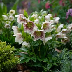 10 x Biologische Lenteroos (Helleborus orientalis 'Pretty Ellen Spotted') D 11 H 15 cm