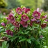 10 x Biologische Lenteroos (Helleborus orientalis 'Pretty Ellen Red') D 11 H 15 cm