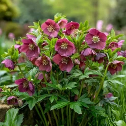 10 x Biologische Lenteroos (Helleborus orientalis 'Pretty Ellen Red') D 11 H 15 cm