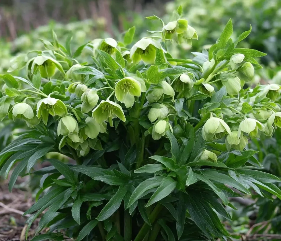 10 x Biologische Stinkend nieskruid (Helleborus foetidus) D 11 H 15 cm